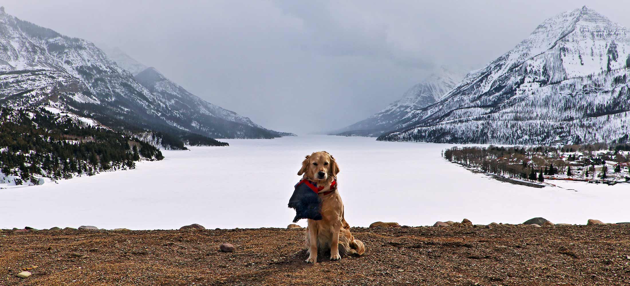 The goodest pupper poses for beautiful mountain photo in Waterton Lakes National Park